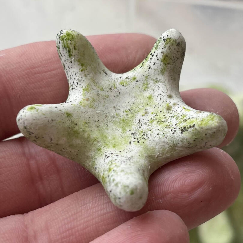 Starfish